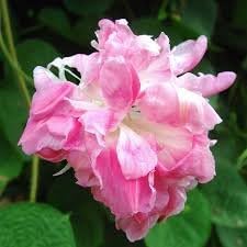 Park Seed Morning Glory Vine Flower Plant Seeds, Easy to Grow, Perfect for Spring Garden, Split Second, Pack of 25