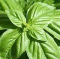 Dirt Goddess Super Seeds ~ Genovese Basil Seeds (1/4 lb) Bulk Non GMO
