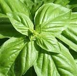 Dirt Goddess Super Seeds ~ Genovese Basil Seeds (1/4 lb) Bulk Non GMO