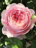 Generic Fresh 100pcs Rose Flower Seeds for Planting Light Pink 3
