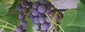 Generic Fresh 50pcs Grape Fruit Seeds for Planting Blue