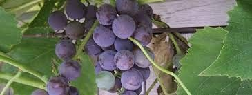 Generic Fresh 50pcs Grape Fruit Seeds for Planting Blue