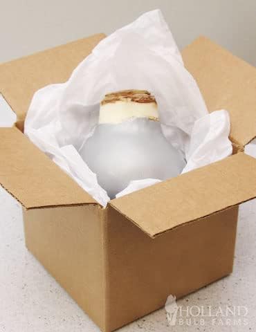 Silver Base Waxed Amaryllis White Intokazi Flower Bulb with Stand, No Water Needed