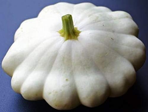 NIKA SEEDS - Seeds Vegetable White Patty Pan Squash Scallop Zucchini - 30 Seeds