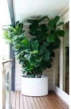 Generic Fresh 50pcs Ficus LyrataTree Seeds for Planting Green 1