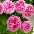 Generic Fresh 100pcs Rose Flower Seeds for Planting Light Pink 1