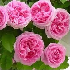 Generic Fresh 100pcs Rose Flower Seeds for Planting Light Pink 1