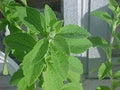 Stevia rebaudiana 100 Seeds