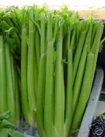 Celery Tall Utah Great Heirloom Vegetable by Seed Kingdom (1 Oz Seeds)