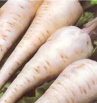 Parsnip Harris Model Great Heirloom Vegetable by Seed Kingdom (1 Oz Seeds)