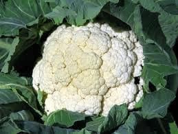 Cauliflower Snowball Great Heirloom Vegetable by Seed Kingdom 1 Oz Seeds