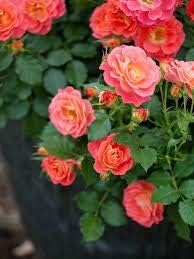 Generic Fresh 100pcs Rose Flower Seeds for Planting Orange Pink