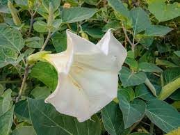 Toloache Wrightii Sacred Moonflower Moon Lily Angel's Trumpet Flower Premium Seeds for Planting Packet 10