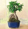 Generic Fresh 50pcs Ficus LyrataTree Seeds for Planting Green 2