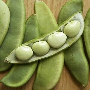 Fordhook Lima Bean Seeds - 100 Count Seed Pack - Consistent Performer in Vegetable Gardens -Country Creek LLC