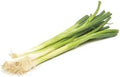 Onion Bunching Tokyo Long White Great Heirloom Vegetable by Seed Kingdom Bulk 1 Lb Seeds
