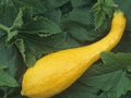 Squash Yellow Crookneck Garden Heirloom Vegetable by Seed Kingdom Bulk 1,000 Seeds