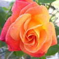 Generic Fresh 100pcs Rose Flower Seeds for Planting Light red