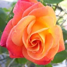 Generic Fresh 100pcs Rose Flower Seeds for Planting Light red
