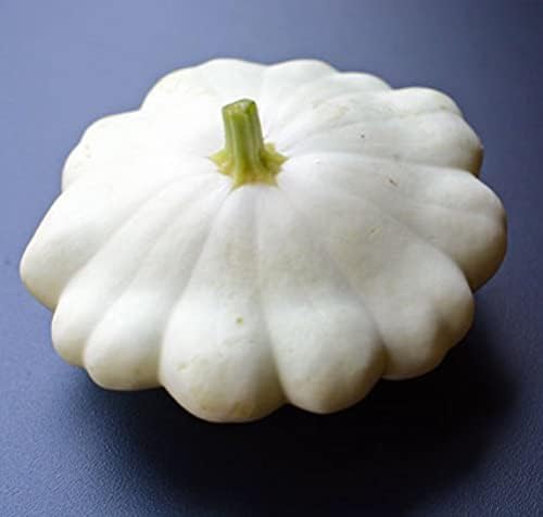 Seeds White Patty Pan Zucchini Squash Heirloom Vegetable for Planting Non GMO