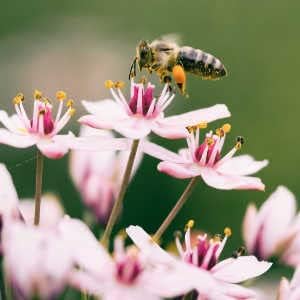 Zinnia Flower Garden Seeds - Magellan Series - Ivory - Packet of 10 Seeds - Annual Flower Gardening Seed - Zinnia elegans