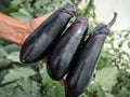 Generic Fresh 100pcs Eggplant Vegetable Seeds for Planting Purple 10
