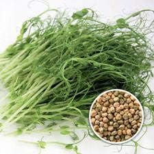 Brown Speckled Pea Sprouting Seed, Non GMO - 2 oz - Country Creek Brand - Brown Peas Sprouts, Garden Planting, Cooking, Soup, Emergency Food Storage, Vegetable Gardening, Juicing, Cover Crop