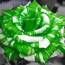 Generic Fresh 50pcs Rose Flower Seeds for Planting Green White