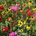 Dirt Goddess Super Seeds ~ Southeast Wildflower Seed Mix (1 Lb) 450,000 Seeds Non GMO Bulk