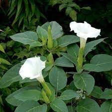 Toloache Wrightii Sacred Moonflower Moon Lily Angel's Trumpet Flower Premium Seeds for Planting Packet 10