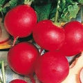 Radish German Giant Great Heirloom Vegetable by Seed Kingdom Bulk 6,000 Seeds