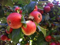 Generic Fresh 30pcs Apple Fruit Seeds for Planting Red 5