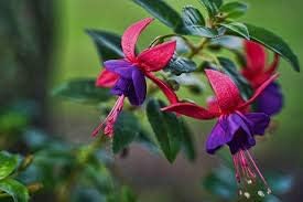 Generic Fresh 50pcs Fuchsia Flower Seeds for Planting Blue red