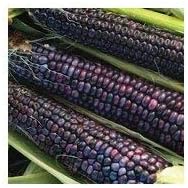 Corn Blue Hopi Ornamental Great Heirloom Vegetable by Seed Kingdom Bulk 1 Lb Seeds
