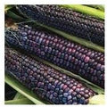 Corn Blue Hopi Ornamental Great Heirloom Vegetable Seeds by Seed Kingdom (20 Seeds)
