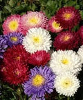 Generic Fresh 100pcs Aster Flower Seeds for Planting Mixed 2