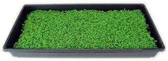 Southern Giant Curled Mustard Seeds: 5 Lb - Non-GMO Seeds for Herb Gardening, Growing Microgreens, Vegetable Garden