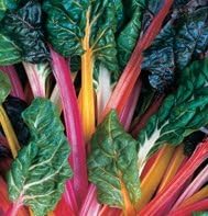 Swiss Chard Rainbow Mixture Garden Heirloom Vegetable by Seed Kingdom 300 Seeds