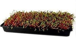 Ruby Red Swiss Chard Seeds: 1 Lb - Vegetable Garden & Micro Greens Seeds - Non-GMO Seed for Indoor & Outdoor Gardening