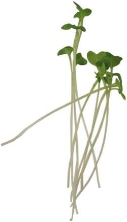 Cabbage Seeds - Golden Acre - 1 Oz - Non-GMO, Heirloom, Open Pollinated - Vegetable Garden, Micro Greens