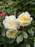 Generic Fresh 100pcs Rose Flower Seeds for Planting White