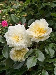 Generic Fresh 100pcs Rose Flower Seeds for Planting White
