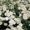 Generic Fresh 100pcs Rose Flower Seeds for Planting White 1