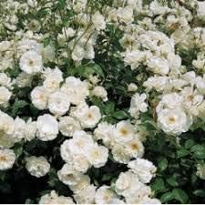 Generic Fresh 100pcs Rose Flower Seeds for Planting White 1