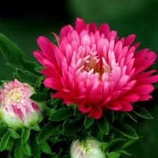 Generic Fresh 100pcs Aster Flower Seeds for Planting Light Pink