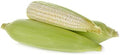 Corn Country Gentleman White Great Heirloom Vegetable by Seed Kingdom Bulk 1/4 Lb Seeds