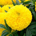 Park Seed Big Duck Yellow Marigold Flower Seeds – 4-Inch Fully Double Blooms, Heat and Drought Tolerant African Marigold, Great for Beds, Containers, and Mass Plantings – Pack of 25