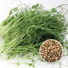 Brown Speckled Pea Sprouting Seed, Non GMO - 16 oz - Country Creek Brand - Brown Peas Sprouts, Garden Planting, Cooking, Soup, Emergency Food Storage, Vegetable Gardening, Juicing, Cover Crop
