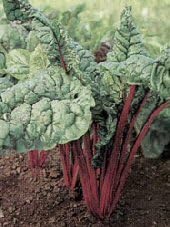 Swiss Chard Ruby Red Garden Heirloom Vegetable Seeds by Seed Kingdom (1 Oz Seeds)