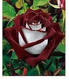 Generic Fresh 100pcs Rose Flower Seeds for Planting Maroon White